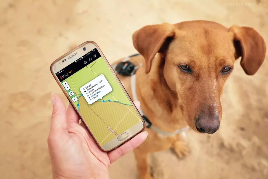 Un chien portant un collier de geolocalisation devant un telephone avec sa geolocalisation