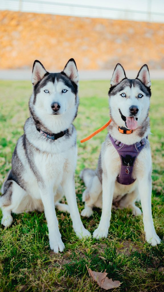 Deux chiens munis d'un traceur GPS à leur collier
