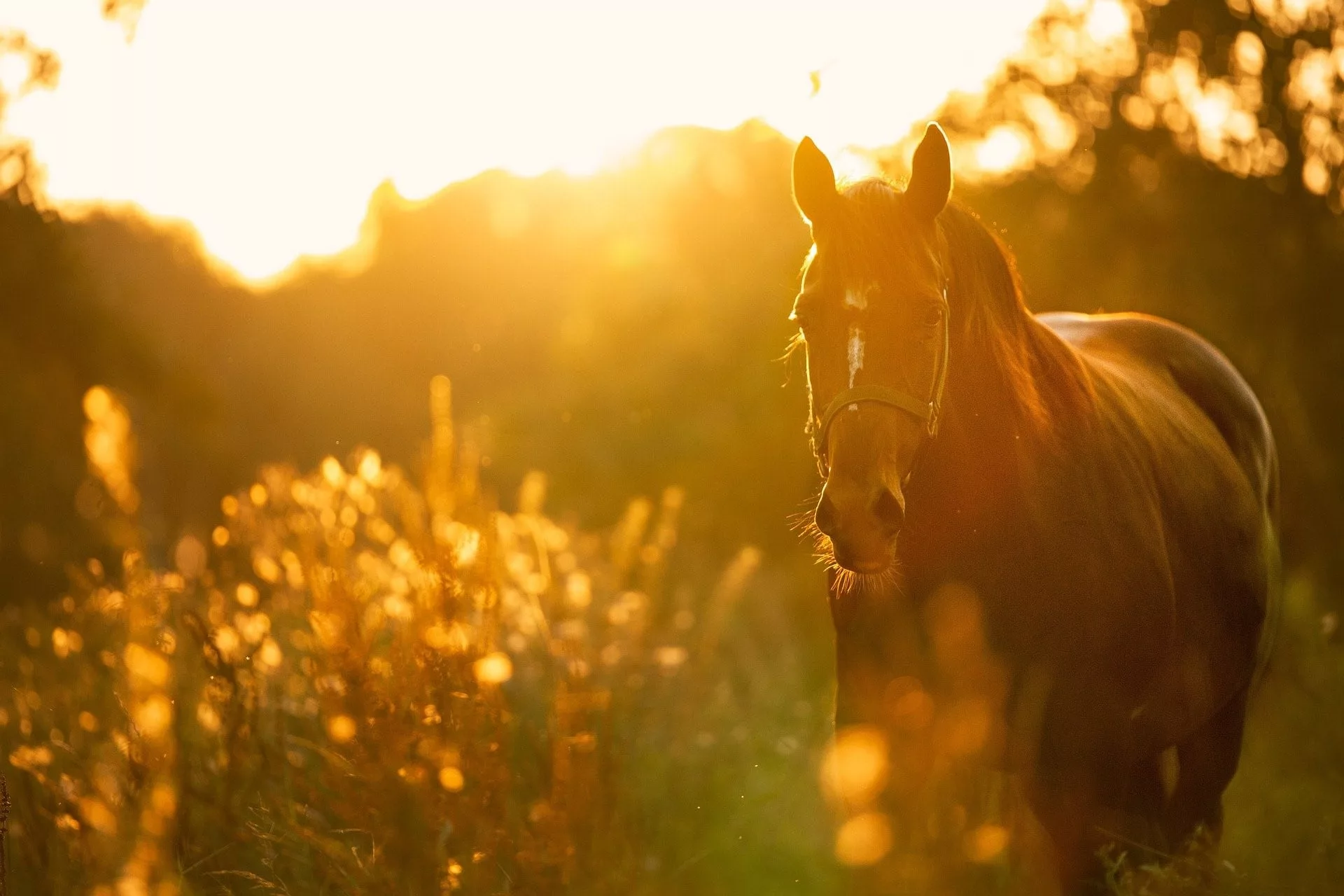 Un cheval au coucher du soleil