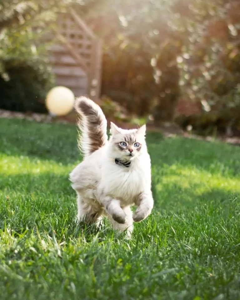 Un chat avec un collier GPS autour du cou en course