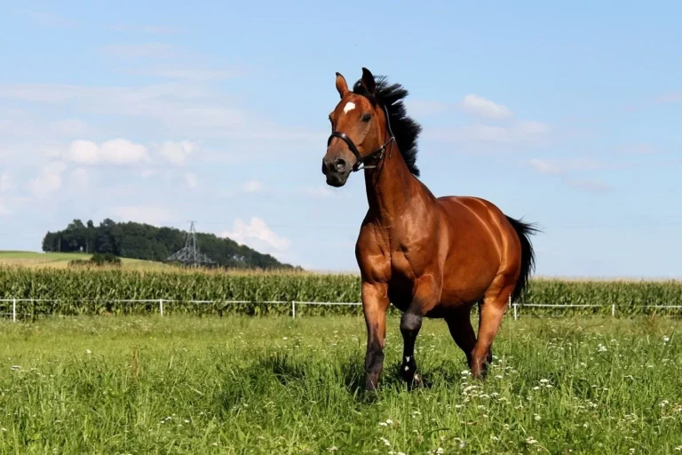 Un cheval galope dans la pre