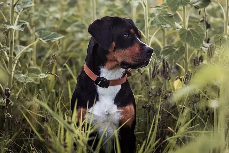 Un chien dans les herbes