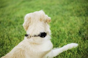 Un chien de race Golden avec un collier GPS autour du cou