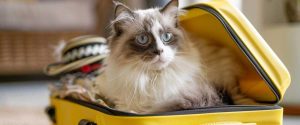 Un chat dans une valise de voyage jaune