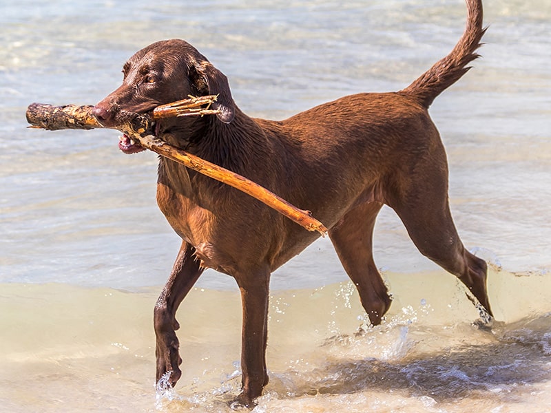 Un chien tenant une branche se balade au bord de la plage