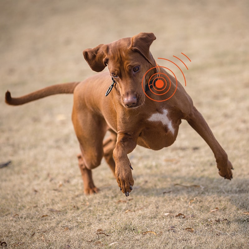 Un chien courant dans le sable avec un traceur GPS PAJ autour du cou avec un signal de localisation desine sur le traceur GPS.