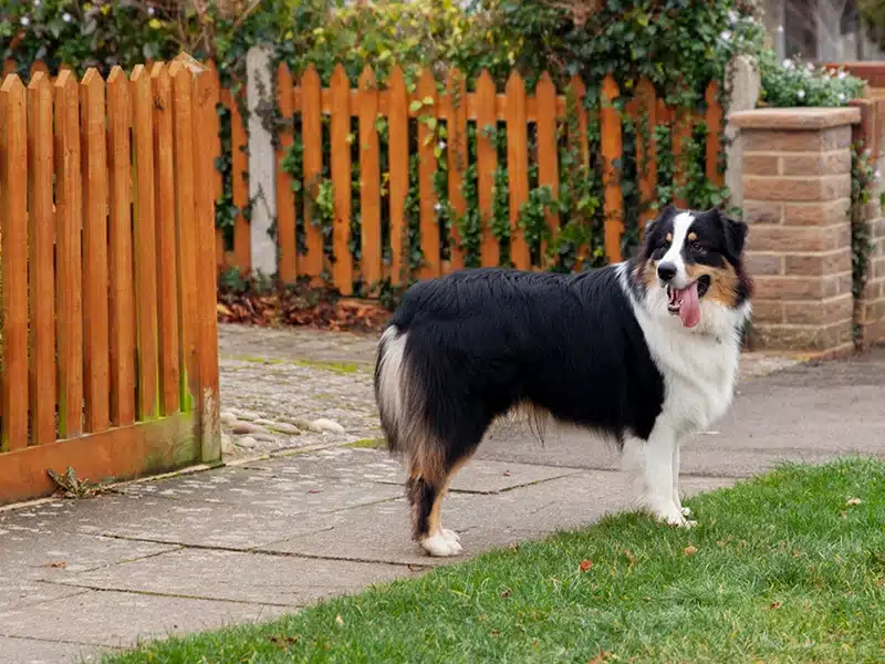 Un chien devant une barriere regardant derriere lui