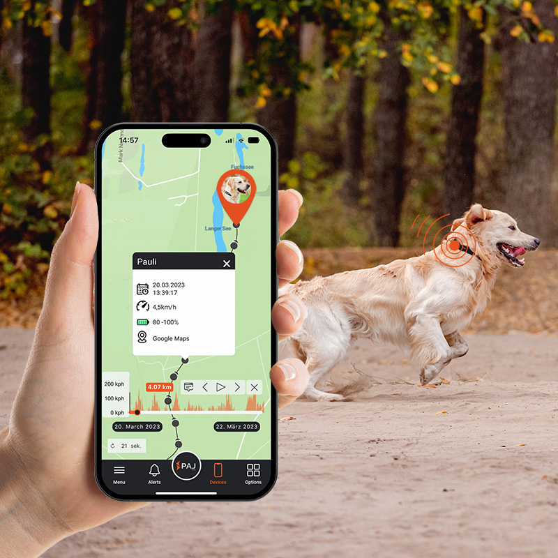 Un chien courant dans le sable equipe dun traceur GPS avec une main tenant un smartphone suivant sa position.