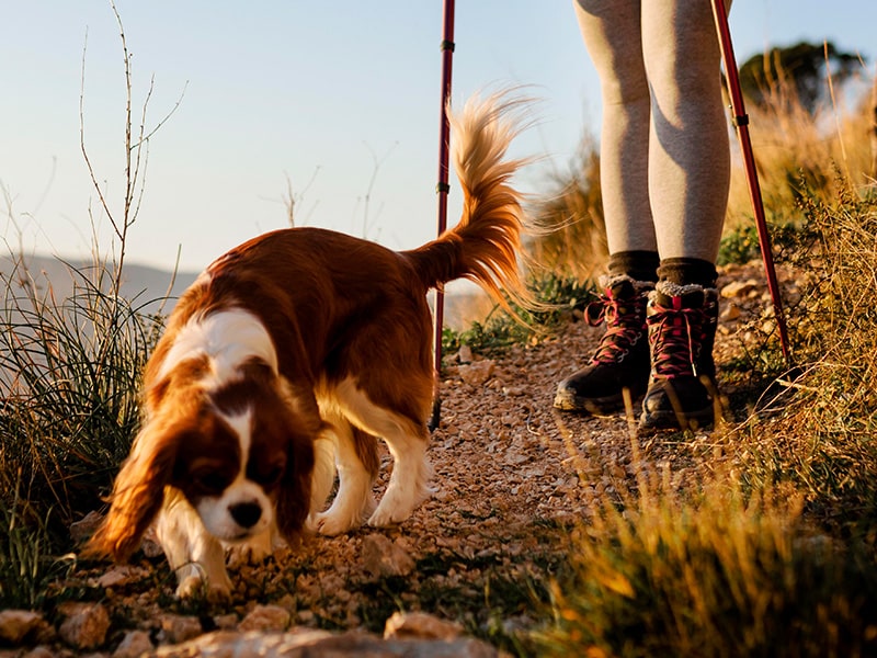 Un chien se promene sans laisse avec son maitre derriere lui