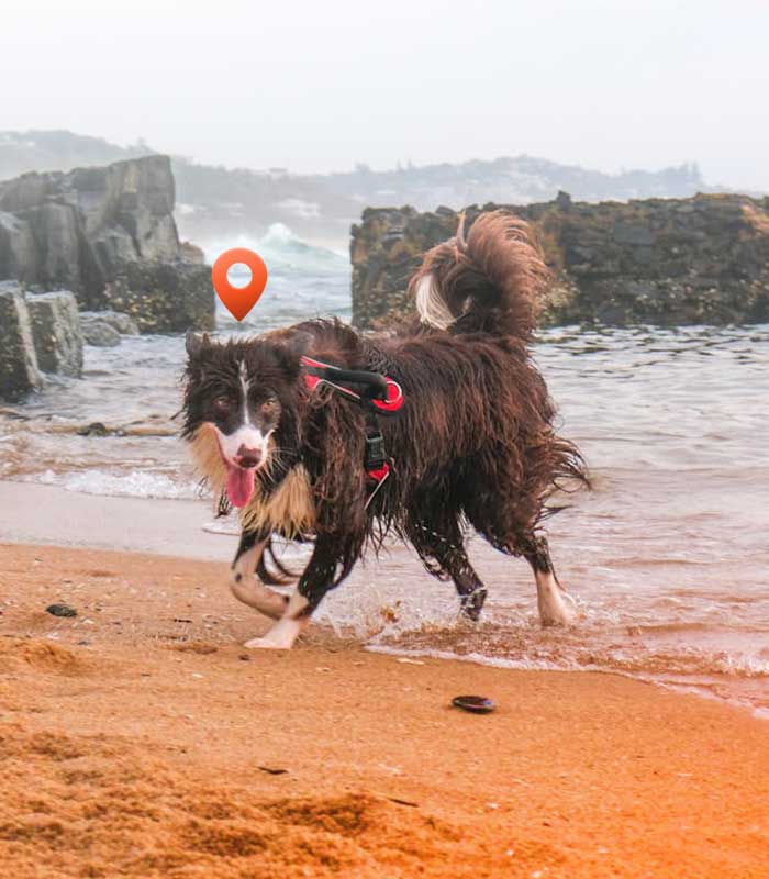 Un chien se balade sur la plage avec un symbole GPS sur la tete et un collier GPS autour du cou