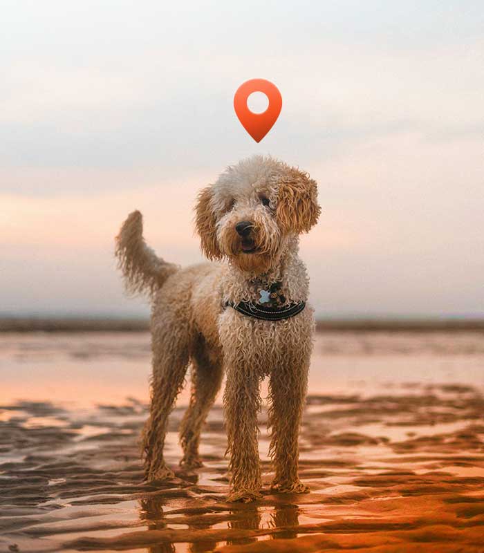 Un chien seul sur la plage avec un collier GPS et un symbole de geolocalisation sur la tete