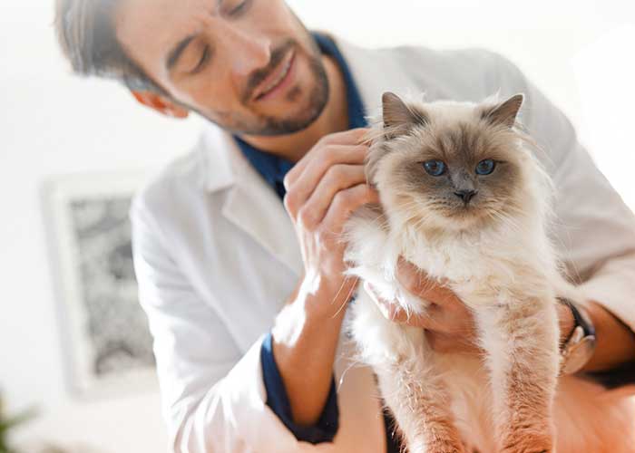 Un homme caresse con chat